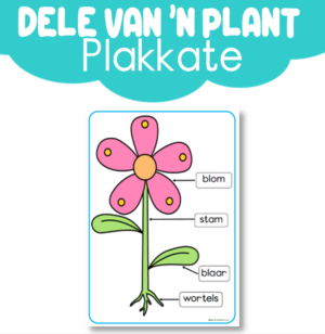 Plakkaat: Blom